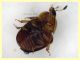 Cychramus luteus - (8).JPG