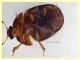 Cychramus luteus - (44).JPG