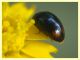 Olibrus bicolor - (4).JPG