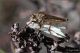 Asilidae-sp-20260522-003-JOGf.jpg