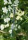 libellula da determinare.jpg