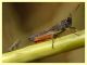Reptalus sp. - Cixiidae predato - Anzio 8.6.2026 - (3).jpg
