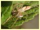 Reptalus sp. - Cixiidae predato - Anzio 8.6.2026 - (2).JPG