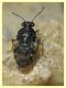 Saldula palustris cf (1).jpg