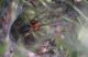IMG_1851_FunnelSpider_sm_adj.JPG
