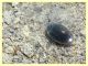 Enochrus sp. gia contrastate (20).JPG