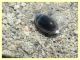 Enochrus sp. gia contrastate (24).JPG