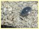 Enochrus sp. gia contrastate (26).JPG