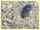Enochrus sp. gia contrastate (28).JPG