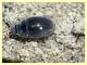 Enochrus sp. gia contrastate (34).JPG
