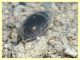 Enochrus sp. gia contrastate (12).JPG