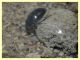 Enochrus sp. secondo ex (2).JPG