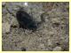 Enochrus sp. secondo ex (4).JPG