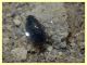 Enochrus sp. secondo ex (5).JPG