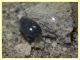 Enochrus sp. secondo ex (6).JPG