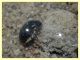 Enochrus sp. secondo ex (7).JPG