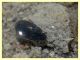 Enochrus sp. secondo ex (8).JPG
