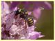 Pseudoanthidium melanurum su Scabiosa sp (1).JPG