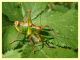 Metaplastes pulchripennis - (15).JPG