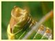 Metaplastes pulchripennis - (28).JPG