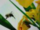 bombus.jpg