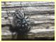 prob. Salticus unciger 4 mm. - (2).JPG