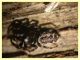 prob. Salticus unciger 4 mm. - (8).JPG
