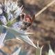 imenottero 3.jpg