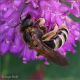 Ape-solitaria-20260628-008-JQf.jpg