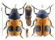 Otiocephala Marocco rid.jpg