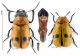 Coptocephala Marocco.jpg