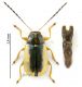 Cryptocephalus Marocco 2.jpg