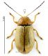 Cryptocephalus Marocco 3.jpg