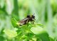 Laphria profiloe.jpg