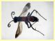 Cryptocheilus sp. - (8).JPG
