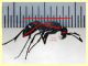 Cryptocheilus sp. - (179).JPG