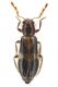 Enoplium doderoi Castellarcione 14-VII-2026 6,3mm.jpg