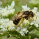 Halictus.jpg