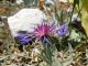 Centaurea triumfettii 01.jpg
