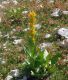 Gentiana lutea 02.jpg