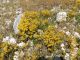 Sedum acre cf 01.jpg