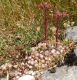 Sempervivum sp 01.jpg