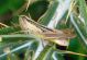 Euchortippus declivus cf 01.jpg