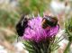 Bombus sp 03.jpg