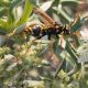polistes 2.jpg