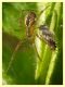 Kochiura aulica femmina con Nysius sp. - (3).JPG