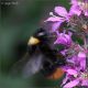 Bombus-1-20260808-004-JQf.jpg