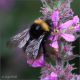 Bombus-1-20260808-007-JQf.jpg