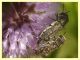 Acmaeoderella adspersula su Mentha pulegium - (126).JPG