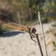 sympetrum giovane 2.jpg